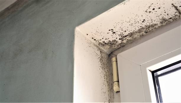 Mold Documentation for Insurance Claims in East Bangor, PA